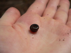 Spirobolellus antipodarus