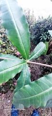 Allamanda cathartica