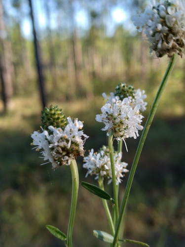 Image of Dalea mountjoyae by (c) Scott Ward, some rights reserved (CC BY)