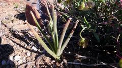 Albuca viscosa