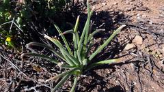 Albuca viscosa