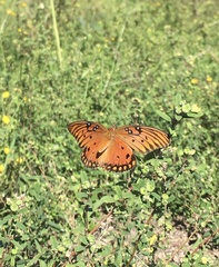 Dione vanillae