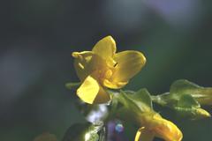 Sebaea grisebachiana