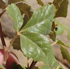 Searsia populifolia
