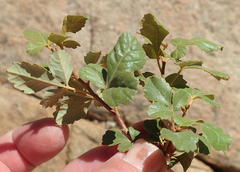 Searsia populifolia