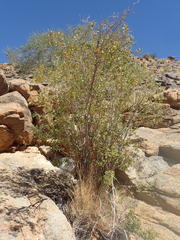 Searsia populifolia