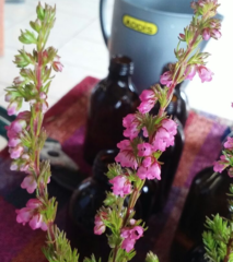Erica autumnalis