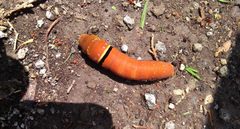 Papilio multicaudata