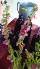 Erica autumnalis