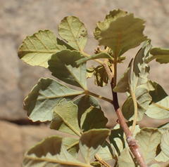 Searsia populifolia