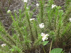 Heliotropium stenophyllum