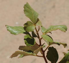 Searsia populifolia