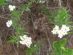 Heliotropium stenophyllum