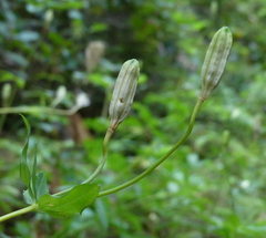 Lilium columbianum