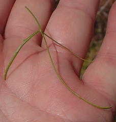 Commiphora gracilifrondosa