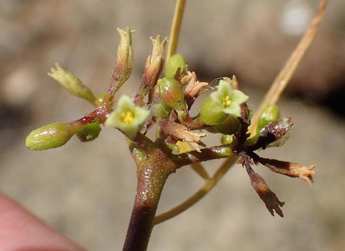 Commiphora gracilifrondosa Engl. 3