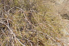 Commiphora gracilifrondosa