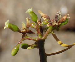 Commiphora gracilifrondosa