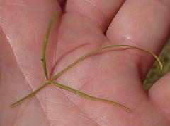 Commiphora gracilifrondosa