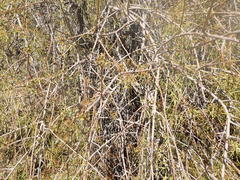 Commiphora gracilifrondosa