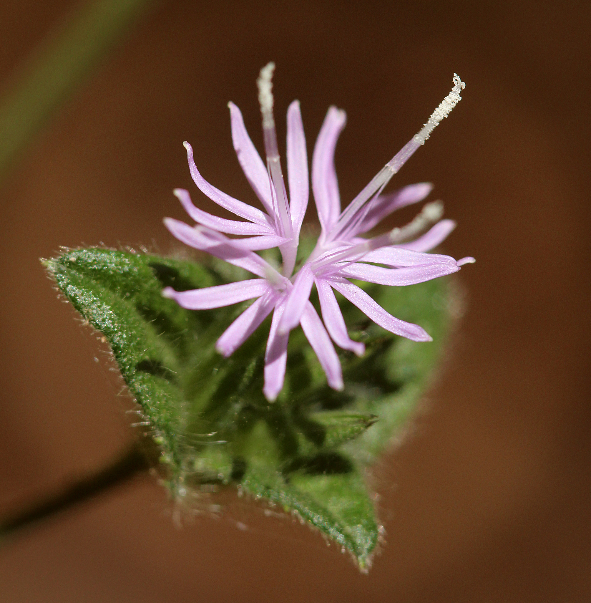 Elephantopus tomentosus