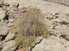 Commiphora gracilifrondosa