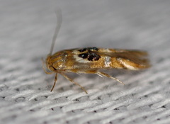 Hieromantis ephodophora