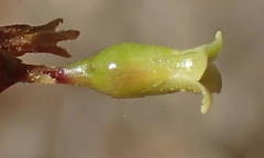 Commiphora gracilifrondosa
