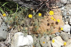 Leysera gnaphalodes