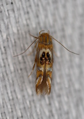 Hieromantis ephodophora