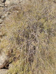 Commiphora gracilifrondosa