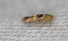 Hieromantis ephodophora