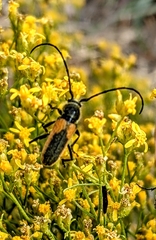 Crossidius coralinus