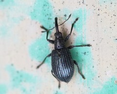 Ischnopterapion virens