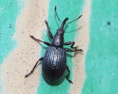 Ischnopterapion virens