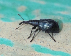 Ischnopterapion virens