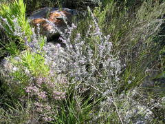 Amphithalea violacea