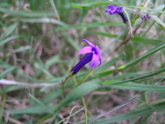 Siphocodon spartioides