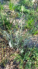 Penstemon californicus