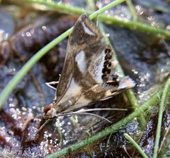 Chrysendeton