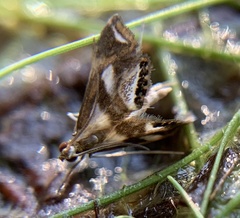 Chrysendeton