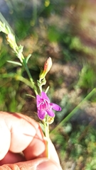 Penstemon californicus