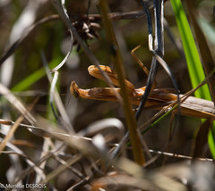 Mantis religiosa