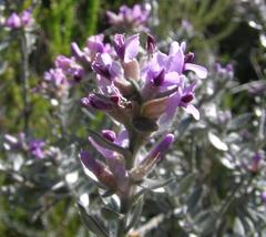 Amphithalea violacea