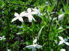 Bouvardia longiflora