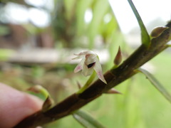 Maxillaria graminifolia