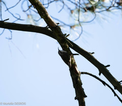Certhia brachydactyla