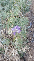 Lupinus caudatus