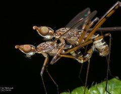 Micropeza stigmatica