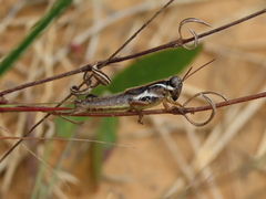 Paroxya atlantica